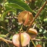 Combretum apiculatum Fruit