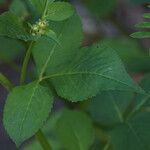 Bidens alba Folha