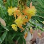 Bulbine frutescensപുഷ്പം