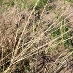 Digitaria sanguinalis Fruit