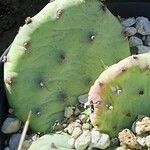 Opuntia mesacantha Φύλλο