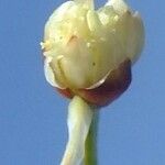 Juncus triglumis Fiore