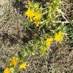 Scolymus hispanicusFlower