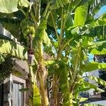 Musa acuminata Plante entière