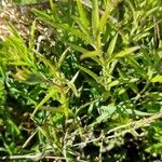 Cycnium tubulosum Leaf