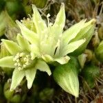 Aeonium urbicum Kukka