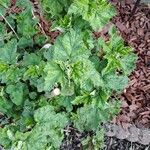 Malva verticillata Leaf