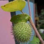 Datura innoxia Fruit