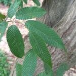 Carpinus japonica ഇല