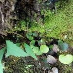 Adiantum reniforme Blad