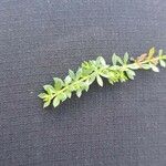 Galium saxatile Leaf