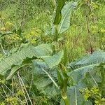 Rumex cristatus Leaf