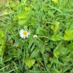 Erigeron philadelphicusЦветок