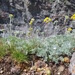 Artemisia glacialis List