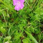 Geranium sanguineumKukka