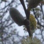 Salix caprea Floare