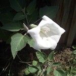 Datura innoxiaFlower