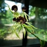 Prosthechea cochleata Fleur