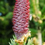 Picea abies Цвят