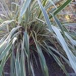 Phormium tenax Habit