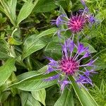 Centaurea triumfettiiफूल