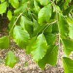 Fagus orientalisList