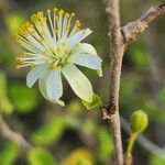 Grewia tenax Flower