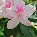 Rhododendron simsii Flors