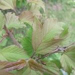 Viburnum sargentii Leaf