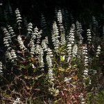 Collinsia tinctoria Buveinė