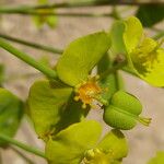 Euphorbia biumbellata Gyümölcs