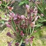 Sarracenia rubra Levél