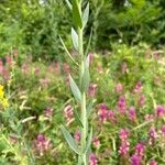 Linaria genistifolia Yaprak