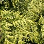 Thuja plicataBlatt