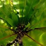 Asplenium nidus ഇല
