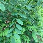 Amorpha fruticosa Folha