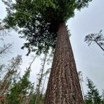 Pseudotsuga menziesii Kéreg/szár
