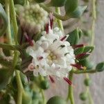 Senecio rowleyanus Цветок