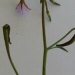 Epilobium brachycarpum Virág
