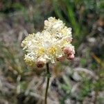 Filipendula vulgaris Blüte