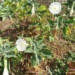 Datura wrightiiFlower