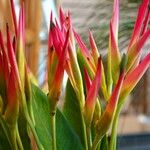 Heliconia psittacorum Deilen