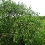 Betula humilis Habit