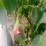 Brugmansia versicolorÕis