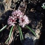 Allium yosemitense Květ