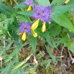 Melampyrum catalaunicum Квітка