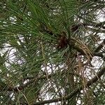 Pinus jeffreyi List