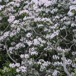 Kalmia latifoliaHabitatea