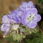 Phacelia distans 花