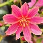 Lewisia cotyledon 花